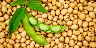 US Soybean Imports Bridge Nigeria’s Protein Gap