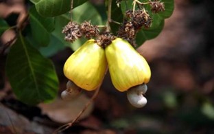 Cashew Expansion Targets N7.2 Trillion Economic Boost