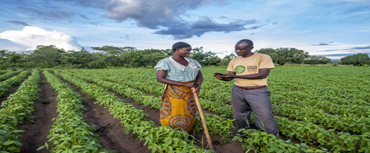 Togo Plans New Agricultural Insurance Project