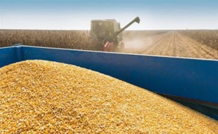 South Africa Grain Surplus Eases Food Inflation