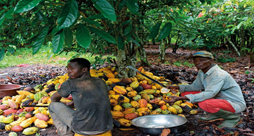 Ivory Coast Reaffirms Cocoa Farmer Support