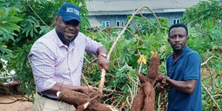 Cassava Farmers in Togo Trained for Higher Yields