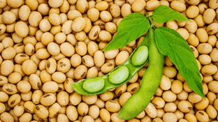 Togo Launches 2025–2026 Soybean Marketing Campaign