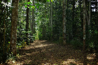 Togo Updates Its Forest Data System
