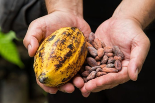 Côte d’Ivoire Pushes Cocoa Sector Toward Bio-Economy