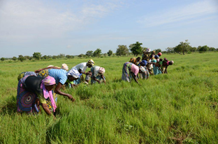 Rice Farmers Plan Protest Over Government Inaction