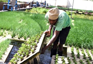 Aquaponics Offers Climate-Smart Farming