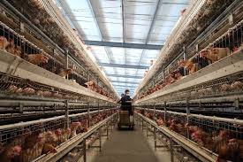China Poultry Deal Faces Local Opposition