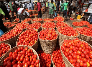 FABAG Demands Fast Tomato Production