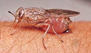 FG Boosts Tsetse Fly Control