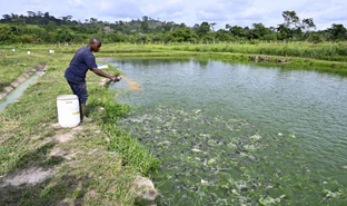 Aquaculture Deal Targets Import Reduction