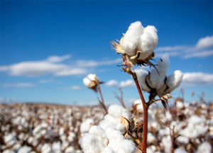 Togo Boosts Fertilizer Support for Cotton