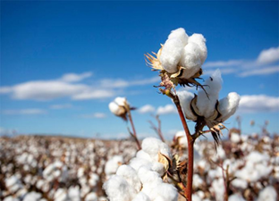 Togo Boosts Fertilizer Support for Cotton