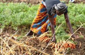 Togo Launches Program to Boost Rural Agriculture