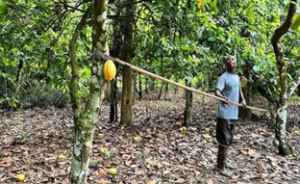 Cocoa Traceability Concerns Grow