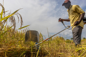 IFAD Backs Agricultural Program Implementation